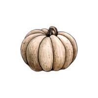 Halloween watercolor grey pumpkin vector