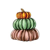 Pumpkin. Watercolor painting on white background. vector