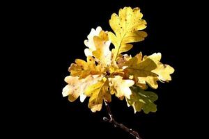 Beautiful autumn oak branch with sunlit leaves on a black background photo