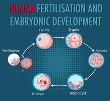 fertilización humana y desarrollo embrionario en infografía humana vector