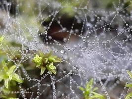 planta miscelánea de naturaleza salvaje foto