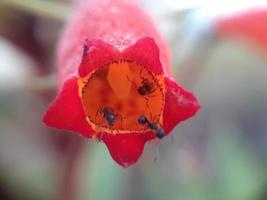 planta miscelánea de naturaleza salvaje foto