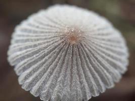 planta miscelánea de naturaleza salvaje foto