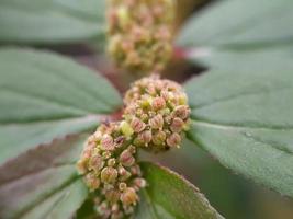 planta verde eclipta alba, hierba para la salud del cabello foto