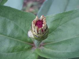 planta miscelánea de naturaleza salvaje foto