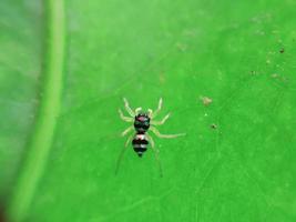 insecto en hoja verde foto