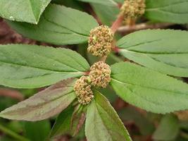 planta verde eclipta alba, hierba para la salud del cabello foto