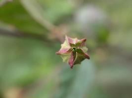 Green Sida rhombifolia plant photo