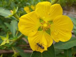 Black ant on yellow flower photo