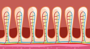 Diagram showing intestinal wall structure vector