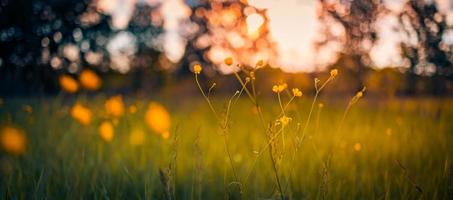 Panoramic field of yellow flowers and green meadow in spring or summer evening in sunset, golden hour. Idyllic nature scenic, closeup landscape, blurred dreamy natural forest field photo