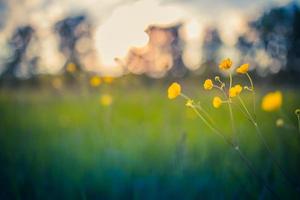 Field of yellow flowers and green meadow in spring or summer evening in sunset, golden hour. Idyllic nature scenic, closeup landscape, blurred dreamy natural forest field photo