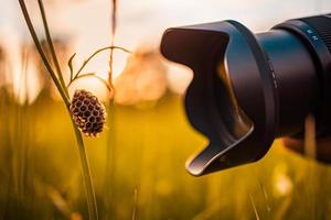 Macro photography lens close to meadow flower grass with empty bee nest on the grass in a park. Hobby, nature outdoor, recreational freedom activity. Idyllic nature sunset, camera lens macro photo