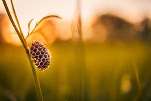 Abandoned honey bee nest on grass meadow with sunset light. Relax nature closeup, flora and fauna concept. Idyllic natural view, blurred forest field landscape photo