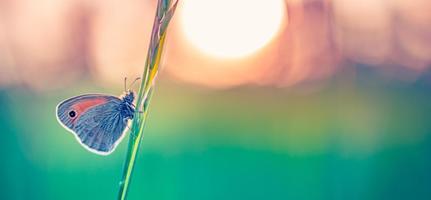 primer plano de la naturaleza tranquila, flores de verano y mariposas bajo la luz del sol. desenfoque brillante naturaleza puesta de sol naturaleza prado campo con mariposa como concepto de primavera verano. maravilloso prado de verano inspirar la naturaleza foto