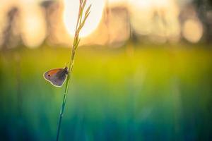 Tranquil nature close-up, summer flowers and butterfly under sunlight. Bright blur nature sunset nature meadow field with butterfly as spring summer concept. Wonderful summer meadow inspire nature photo