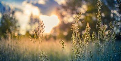 Beautiful rural landscape, closeup meadow at sunrise or sunset. Blurred idyllic spring summer nature field, high grass and blurred sunset bokeh sky photo