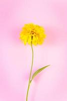 Yellow flower on pink background. photo