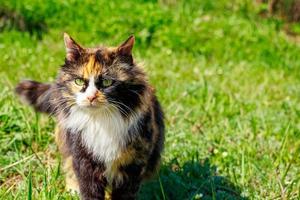 Fluffy domestic cat walks on the spring grass.
