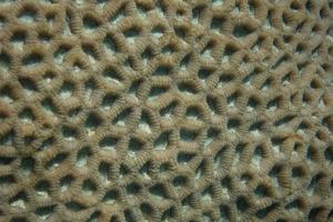 coral structure macro view photo