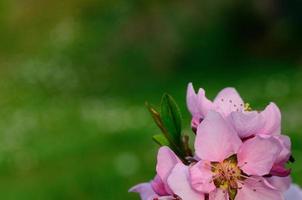 flowers with green photo