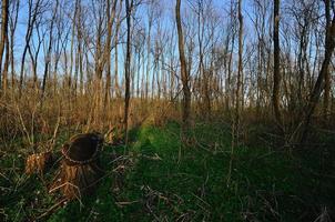 bosque denso con tronco foto