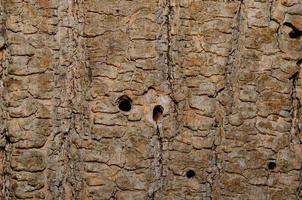 holes in tree bark photo