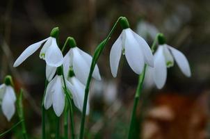 lots of snowdrops in the forest photo