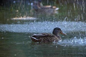 duck in the water photo