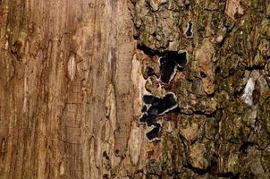 tree trunk with a sponge photo