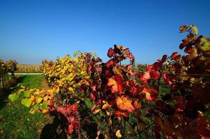 wine leaves in autumn photo