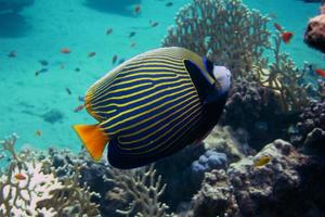 angelfish side while diving
