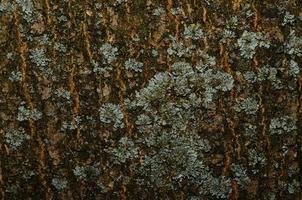 lichen on tree bark photo