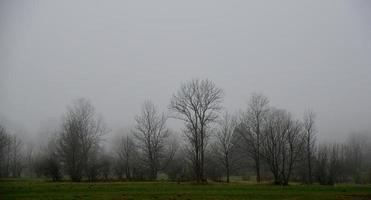 niebla en el bosque foto