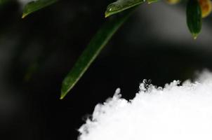 crystal in the snow on the shrub photo