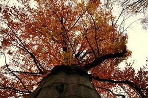 high tree in fall photo