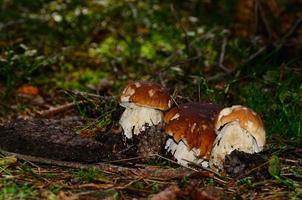 three porcini mushrooms in a forest photo