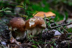 two porcini mushrooms in autumn photo
