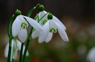snowdrops in spring detail view photo