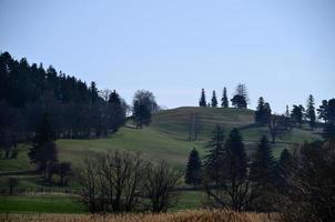 paisaje con hierba y arboles foto