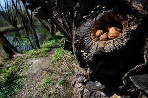 hiding with nuts photo