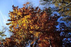 autumn trees with sky photo