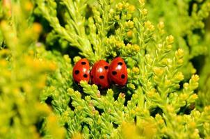 tres mariquitas una al lado de la otra foto