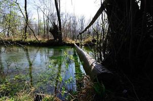 tree trunk over creek photo