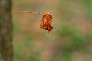 old single leaf photo