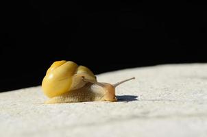 yellow snail on black and white photo