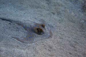 stingray hiding in the seabed photo