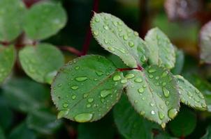 gotas en los pedales de rosa después de la lluvia foto