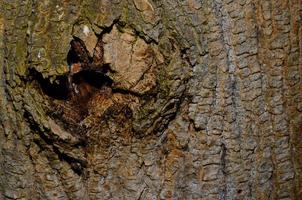 hole in tree bark photo