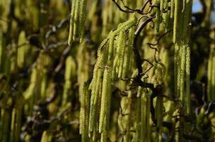 arbusto de avellano en primavera foto